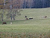 Kytlice
