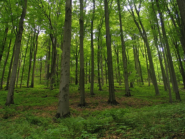Rovsk vrch 