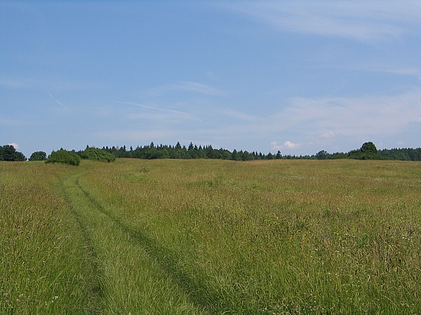 Vysok les 