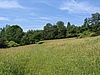 Vysok les