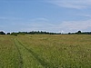 Vysok les