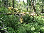High Forest