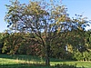 kolem jeabin