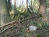 divokm lesem