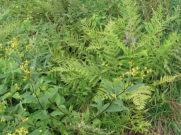 Merboltice 