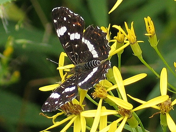 Merboltice 