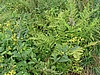 Merboltice