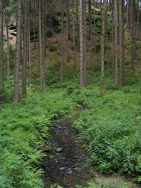 soutska Oleniky
