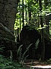 soutska Oleniky