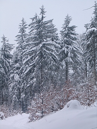 nad Tannenbergem