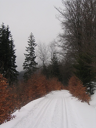 Korov cesta