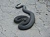 Vipera berus morpha prester