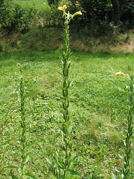 Pupalka (Oenothera tetragona) 