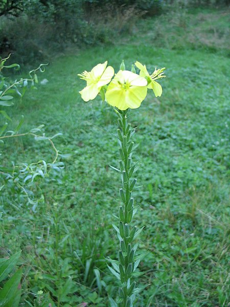 Pupalka 