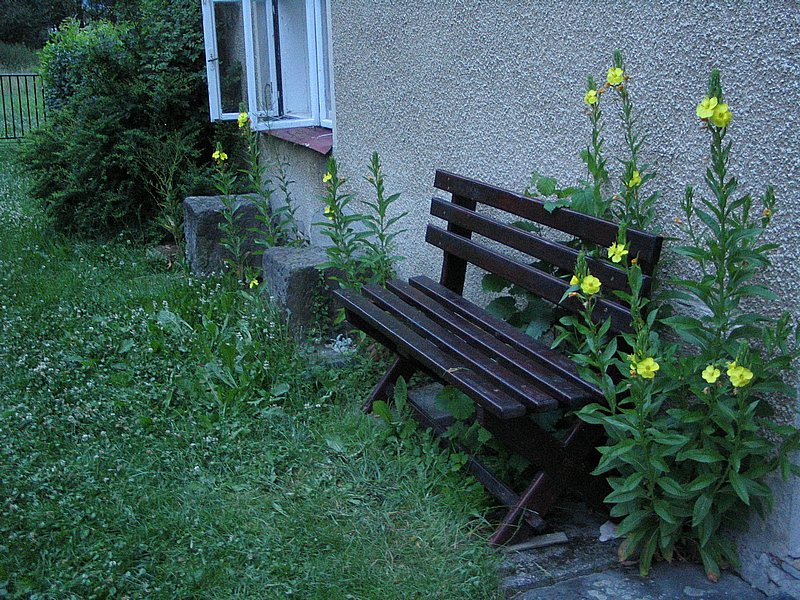 Pupalka (Oenothera tetragona) 