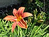 Denivka (Hemerocallis fulva - plan druh) 